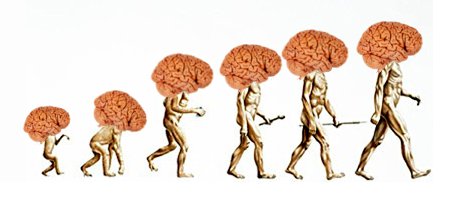 Image result for human brain evolution